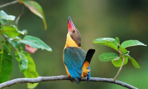 Colorful kingfisher bird sitting on a tree branch in Sundarbans mangrove forest
