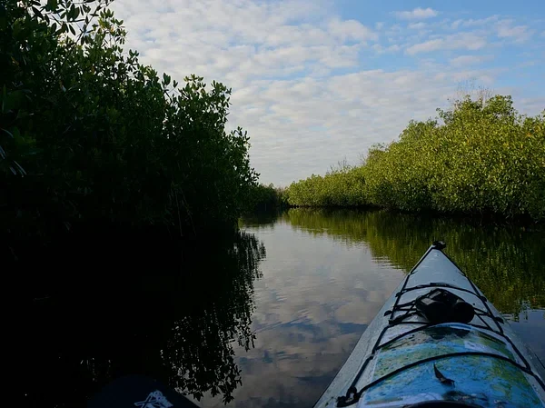 Tourist boat sailing in a narrow river khari surrounded by lush green mangrove forest in Sundarbans