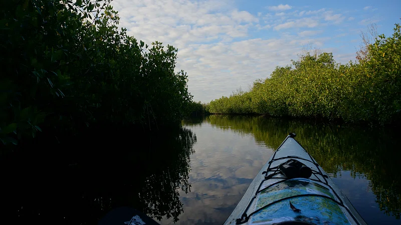Tourist boat sailing in a narrow river khari surrounded by lush green mangrove forest in Sundarbans