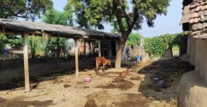 Cow grazing on grass in a Sundarbans village near mangrove forest