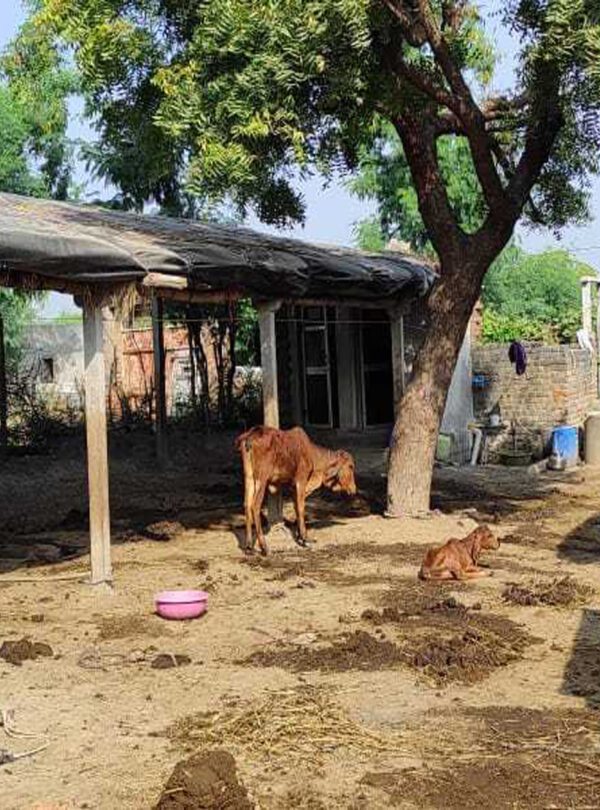 Cow grazing on grass in a Sundarbans village near mangrove forest