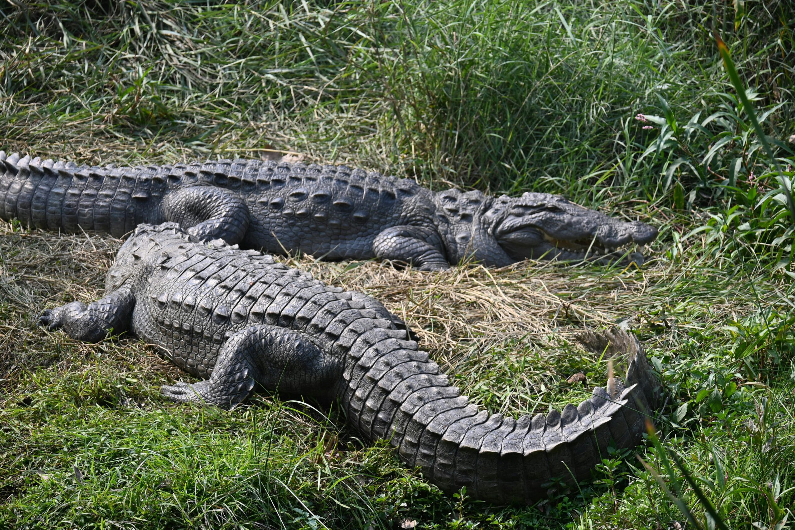 Two crocodiles resting on grassy land in the Sundarban mangrove forest Title: