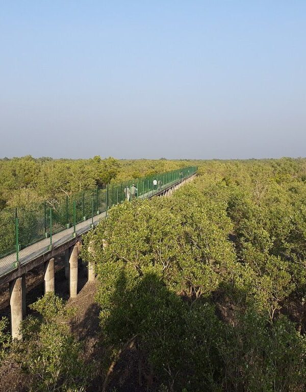 Dobanki Canopy Walk elevated pathway through the Sundarban mangrove forest