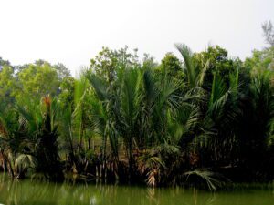 Dense golpata plants growing in Sundarbans mangrove jungle beside river creek