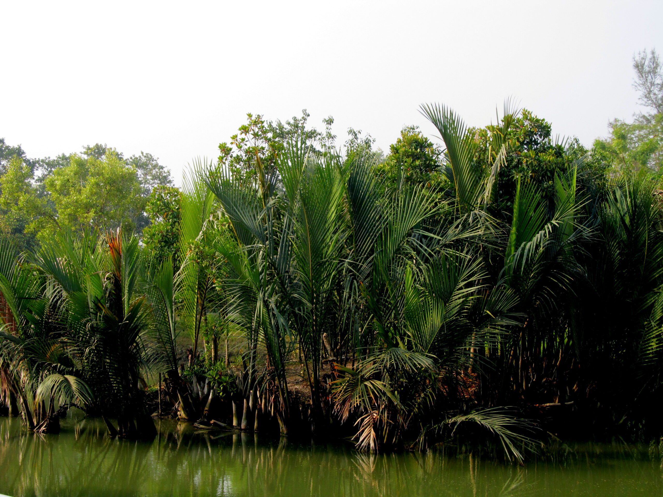Dense golpata plants growing in Sundarbans mangrove jungle beside river creek