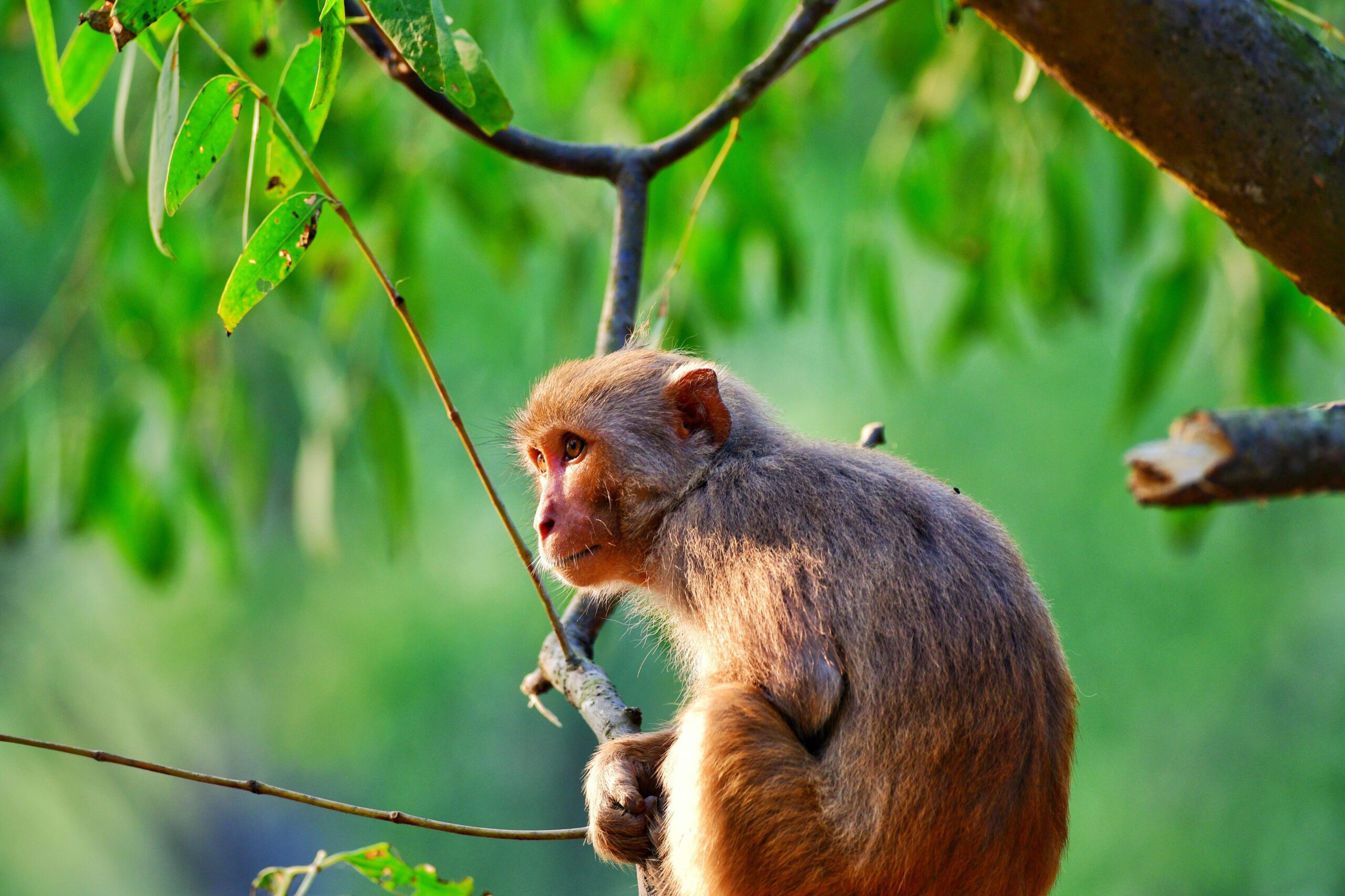 Wild monkey sitting on mangrove tree branch in Sundarbans forest
