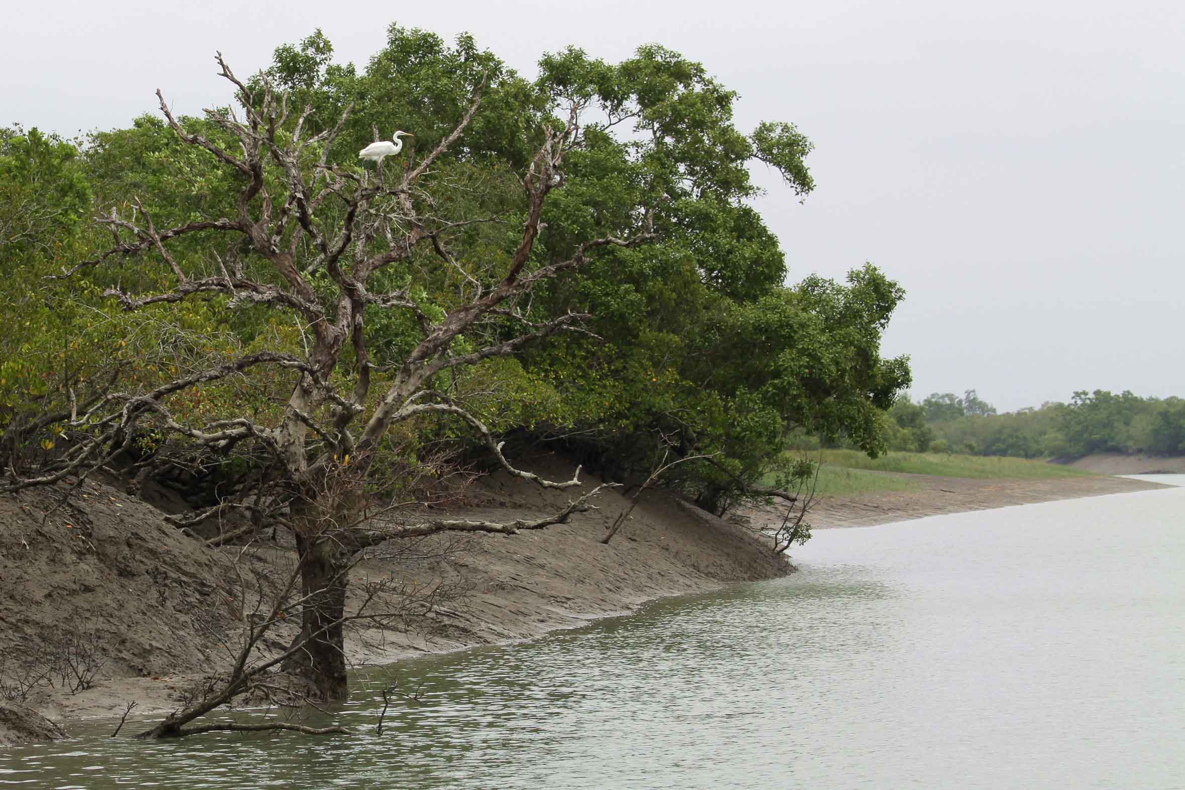 Green mangrove forest and calm river creating natural harmony in Sundarbans