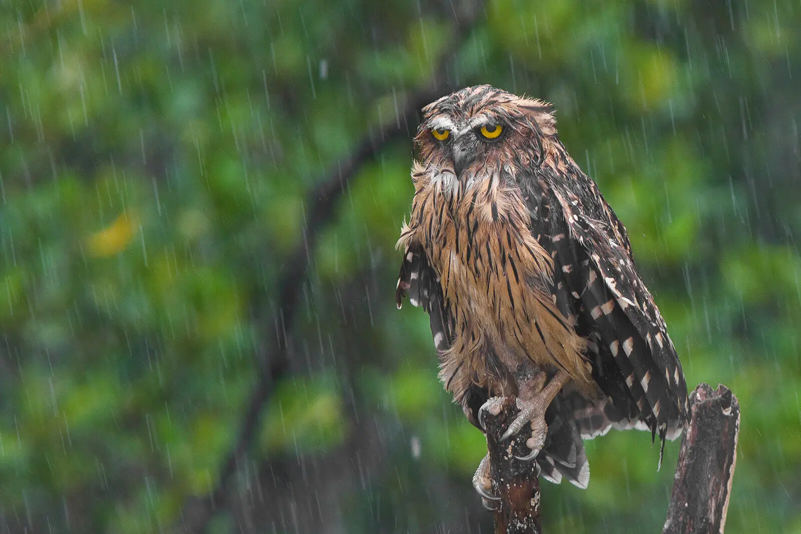 Owl sitting on a wet tree branch during rain in Sundarban mangrove forest