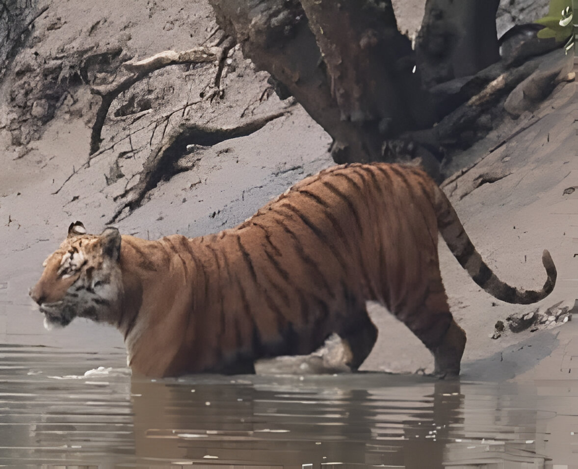 Bengal tiger swimming across the river in Sundarbans mangrove forest