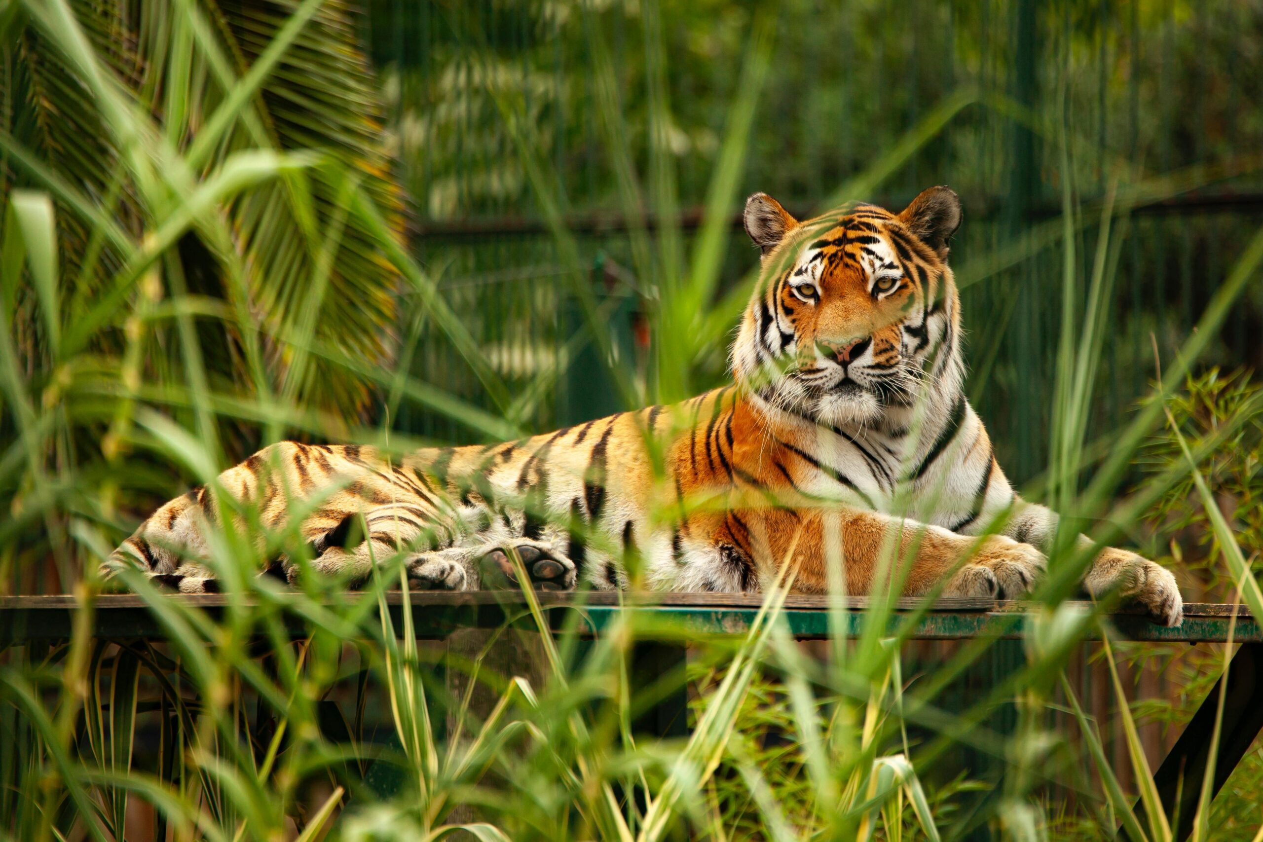 Royal Bengal Tiger resting near the riverbank in Sundarbans delta