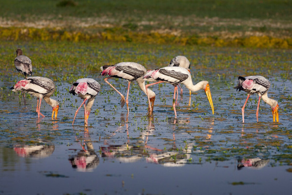 Bird watchers observing Sarus cranes in Sundarbans delta