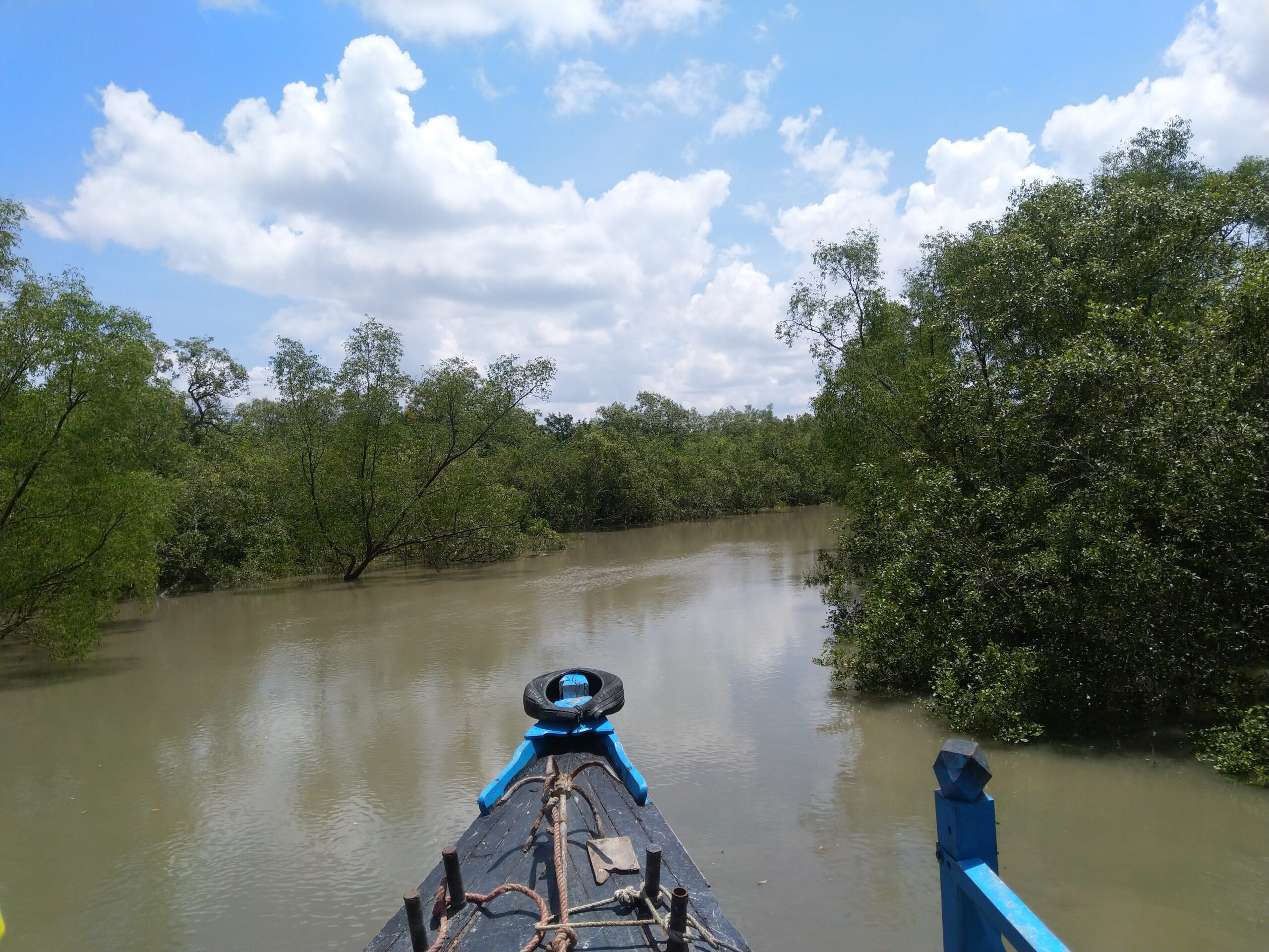 Boat sailing through the calm river channel of Sundarban surrounded by lush green mangroves